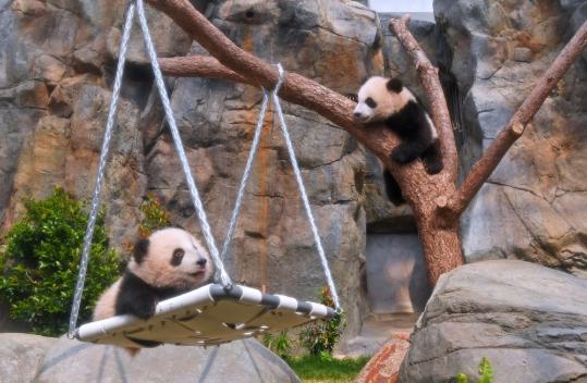 Panda twins born in HK make debut, melt hearts