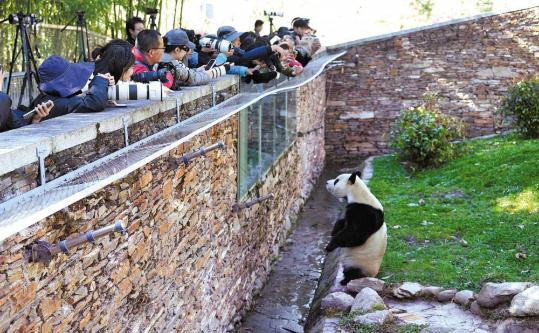 Giant panda Fu Bao returns after health scare